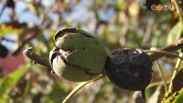 Di�f�r� l�gyt�l feketedik �s megy t�nkre a di�