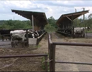 Ismét drágul a tej
