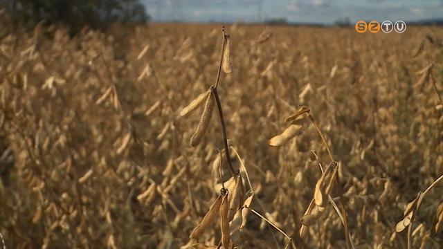 Napokon belül végeznek a szója betakarításával szinte egész Vas megyében Napokon belül végeznek a szója betakarításával szinte egész Vas megyében