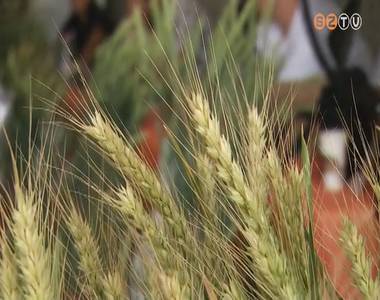 Búza fajtabemutató Búza fajtabemutató