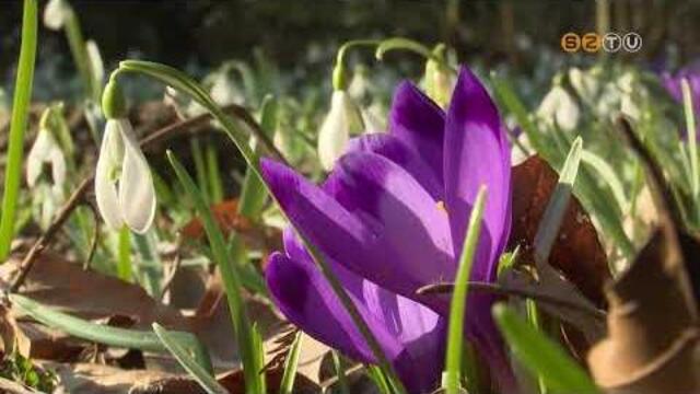 A K�moni Arbor�tumban most t�megesen vir�goznak a tavaszi hagym�sok