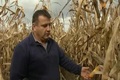 Katasztrof�lis az idei kukoricaterm�s Vas megy�ben - mondj�k a gazd�k