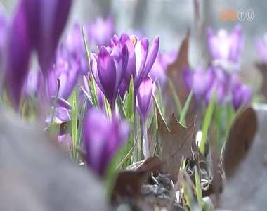 Ébred a kámoni arborétum Ébred a kámoni arborétum