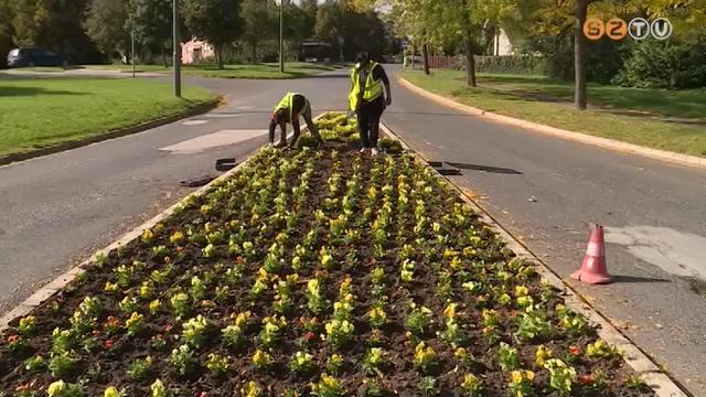 Virágosítják a várost Virágosítják a várost