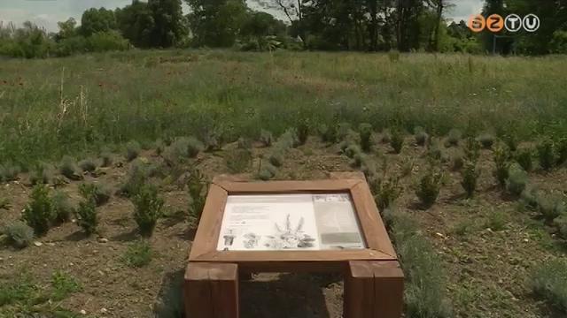 Virágzó rét a Sportligetben Virágzó rét a Sportligetben