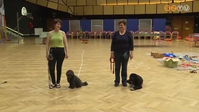 Összefognak az állatvédelem területén dolgozók, szemléletformáló kampány is indul Összefognak az állatvédelem területén dolgozók, szemléletformáló kampány is indul