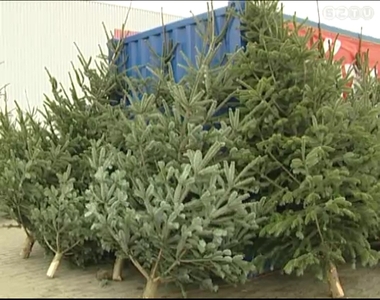 Már a hét végén elkezdték árusítani a karácsonyfákat a város több pontján Már a hét végén elkezdték árusítani a karácsonyfákat a város több pontján