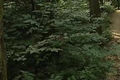 Veszélyes kullancsok
