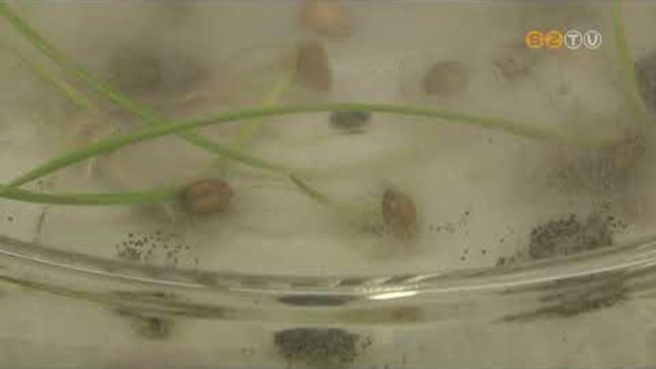 Alacsony a Fusarium-fertőzöttség az idei őszi gabonákban Vas vármegyében Alacsony a Fusarium-fertőzöttség az idei őszi gabonákban Vas vármegyében