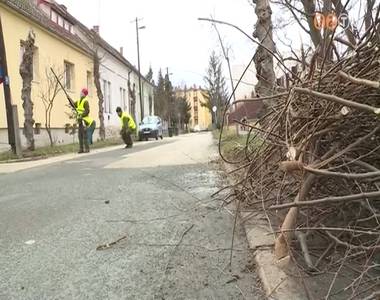 Megkezdődött a fák metszése Megkezdődött a fák metszése