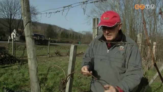 Az enyhe tél miatt jól haladtak a szőlősgazdák a metszéssel Az enyhe tél miatt jól haladtak a szőlősgazdák a metszéssel