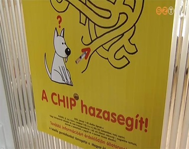 Nem hi�ba k�telez� a kutyachip