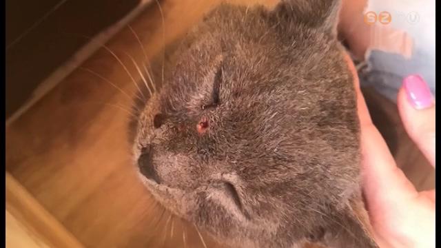 Közvetlen közelről lőttek fejbe egy cicát az egyik parkerdei kiskertben Közvetlen közelről lőttek fejbe egy cicát az egyik parkerdei kiskertben