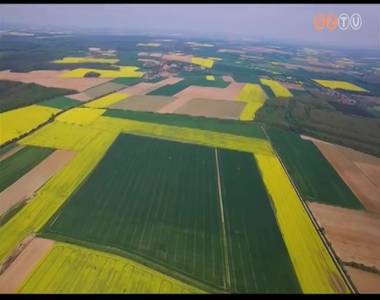 Jó repce termés Jó repce termés