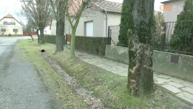 Túl nagyra nőttek és rongálják a járdát a Tölgyfa utca fái Túl nagyra nőttek és rongálják a járdát a Tölgyfa utca fái