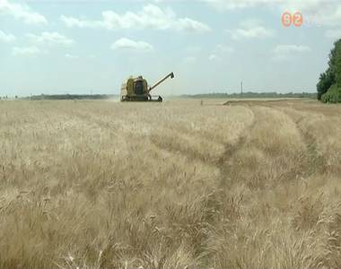 Megkezdődött a búza betakarítása Vas megyében is Megkezdődött a búza betakarítása Vas megyében is