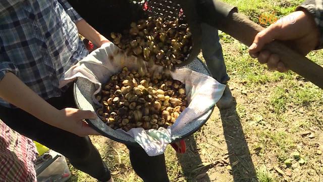 15 ezer ltogatt vonzott idn a Velemi Gesztenyenapok