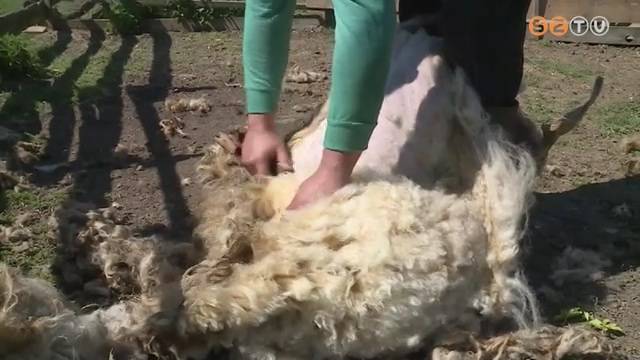 Megnyírták a Vasi Skanzen birkáit Megnyírták a Vasi Skanzen birkáit