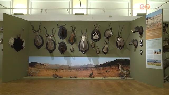 Hivatalosan megnyílt és személyesen is látogatható a Savaria Múzeum vadászati kiállítása Hivatalosan megnyílt és személyesen is látogatható a Savaria Múzeum vadászati kiállítása