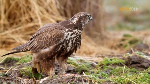 A kerecsenslymot vlasztotta a Magyar Madrtani s Termszetvdelmi Egyeslet idn az v madarnak