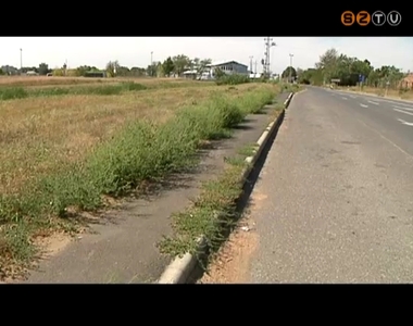 El�rte cs�csid�szak�t a parlagf� vir�gz�sa