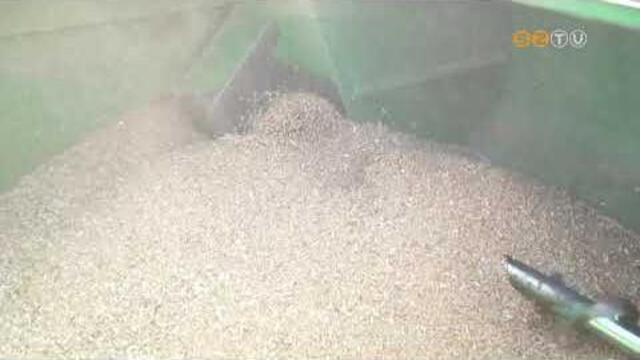 A bza tbb mint felt mr learattk, betroltk a gazdk, Vasban is tart mg az arats