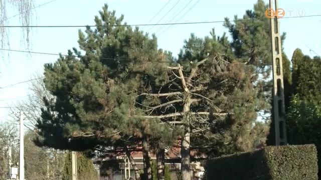 Megcsonkított fák Herényben Megcsonkított fák Herényben