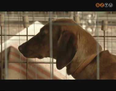 M�g mindig sok a chip n�lk�li kutya