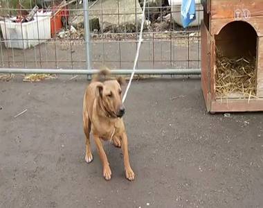 2016. janu�r elsej�t�l tilos kedvtel�sb�l tartott �llatot tart�san kik�tni