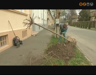 G�mbak�cokat �ltettek a Szom-Park munkat�rsai a Szent L�szl� kir�ly utc�ban
