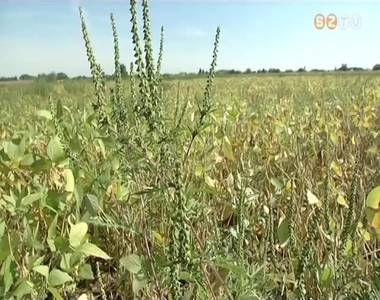 Erősen allergizál a parlagfű Erősen allergizál a parlagfű