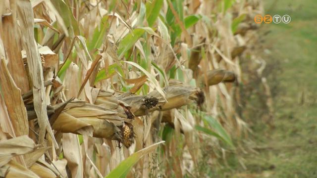 Ezekben a napokban kezdik a kukorica betakartst a vasi gazdlkodk