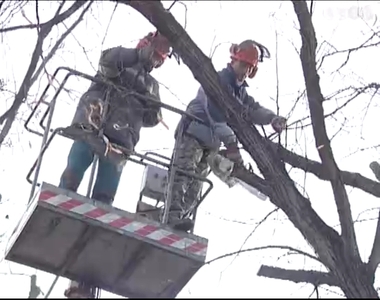 Gallyakat, sz�raz �gakat v�gtak le a f�kr�l v�rosszerte