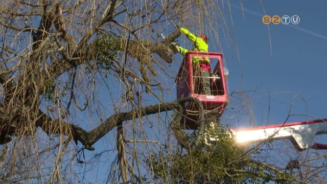 Emelkosaras jrmvet vsrolt nemrg a Szompark