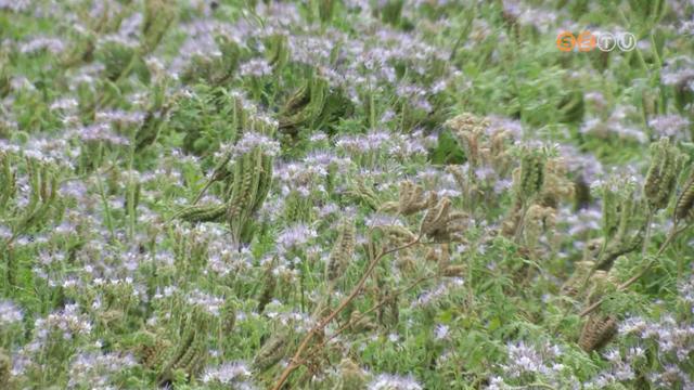 A virágzás vége felé jár a mézontófű, az időjárás szerencsére nem tépázta meg nagyon A virágzás vége felé jár a mézontófű, az időjárás szerencsére nem tépázta meg nagyon