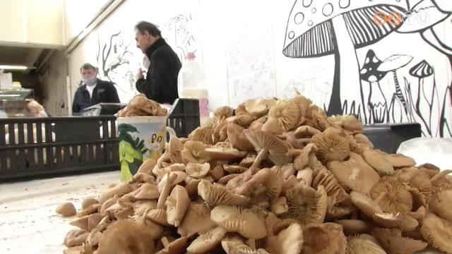 Van gomba, de kevés Van gomba, de kevés