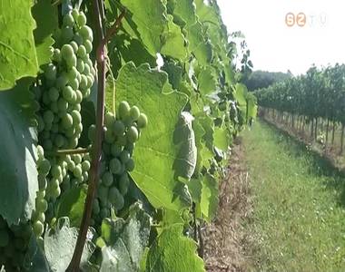 Lisztharmat ellen permeteztek a sz�l�sgazd�k ezekben a hetekben