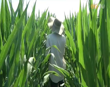 J�l terem a hibrid kukorica