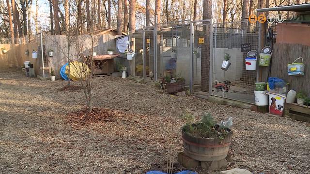 Változik a törvény - Szigorúbban büntetik a visszaeső állatkínzókat és az illegális szaporítókat Változik a törvény - Szigorúbban büntetik a visszaeső állatkínzókat és az illegális szaporítókat