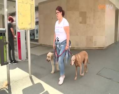 Többszörösére emelkedett a kutyaszitter szolgáltatást keresők száma Többszörösére emelkedett a kutyaszitter szolgáltatást keresők száma