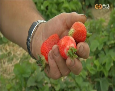 Nem �rt aranyat a m�jusi es� az eper korai fajt�inak