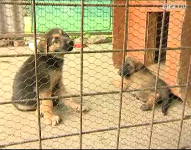 Augusztus elsej�t�l szigorodtak az �llattart�si szab�lyok