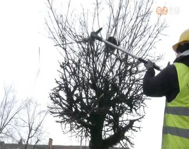 Metszik a fákat a parkfenntartó munkatársai Metszik a fákat a parkfenntartó munkatársai