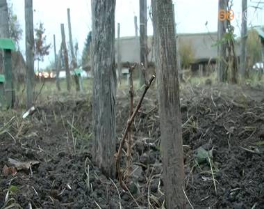 El�ltett�k Szent M�rton k�rt�j�t �s sz�l�j�t