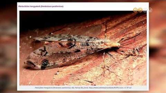 A p�rducmint�s hangyales� lett az �v rovara 2026-ban