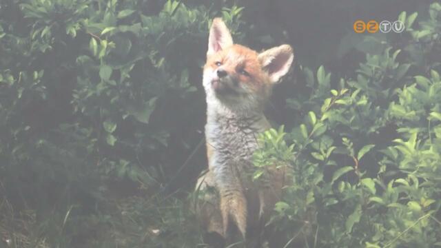 Stim cmmel nylt meg Nmeth Dniel termszetfot-killtsa