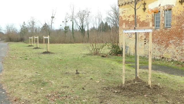 Elindult az 1000 fa program Szombathelyen Elindult az 1000 fa program Szombathelyen