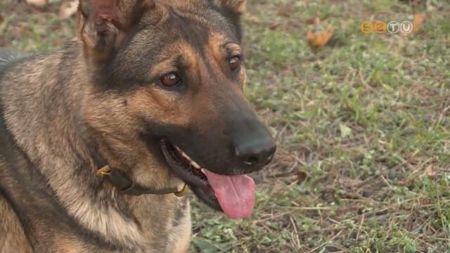 Dorisz, az j rendrkutya