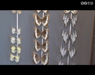 Fajfelmérés kezdődik Vas, Zala és Somogy megye Natura 2000-es területein Fajfelmérés kezdődik Vas, Zala és Somogy megye Natura 2000-es területein