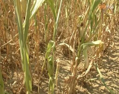 Puszt�t a k�nikula a sz�nt�f�ldeken